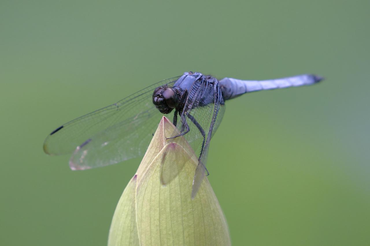 Brincos argola prata